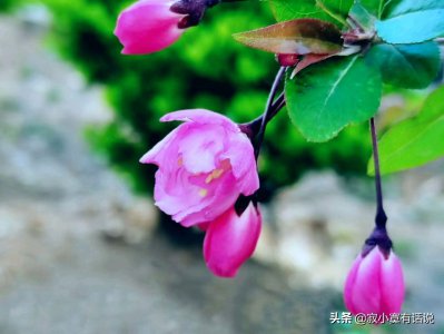 四月份是什么季节 四月份属于春天中的哪一个阶段