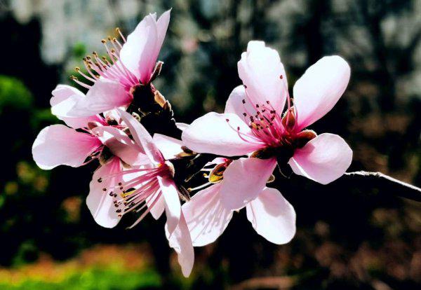 四月份是什么季节