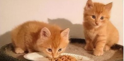 橘猫是中华田园猫吗 橘猫是什么特点的猫咪品种