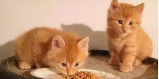 橘猫是中华田园猫吗