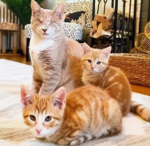 橘猫是中华田园猫吗