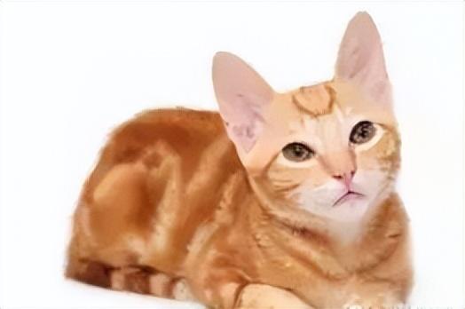 橘猫是中华田园猫吗