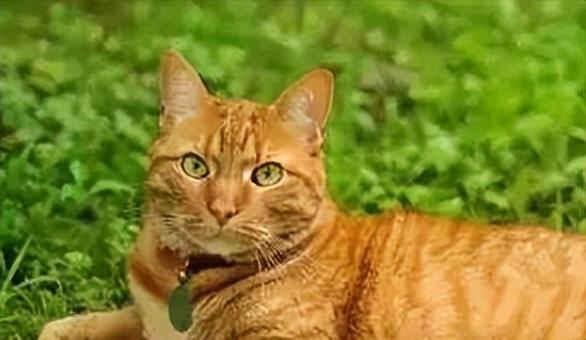 橘猫是中华田园猫吗