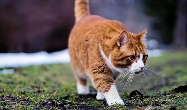 橘猫是中华田园猫吗