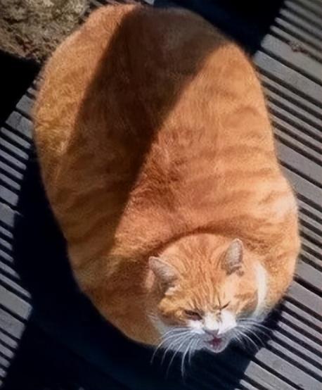 橘猫是中华田园猫吗