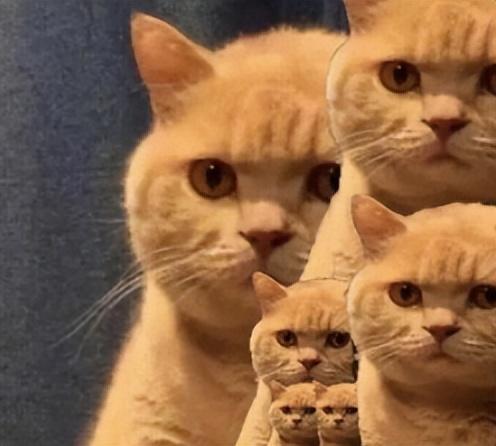 橘猫是中华田园猫吗