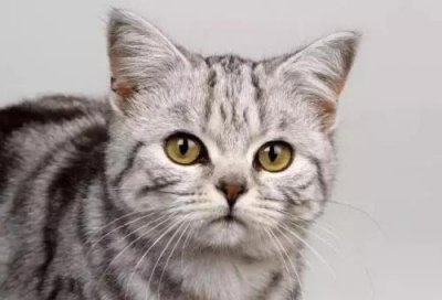 猫到底是招财还是来灾 养一直猫会带给我们什么运气