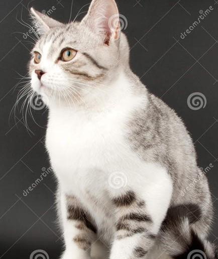 猫到底是招财还是来灾