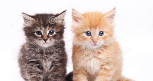 猫到底是招财还是来灾