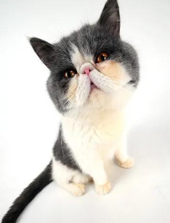 猫到底是招财还是来灾