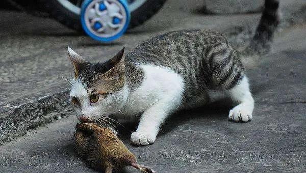 猫到底是招财还是来灾
