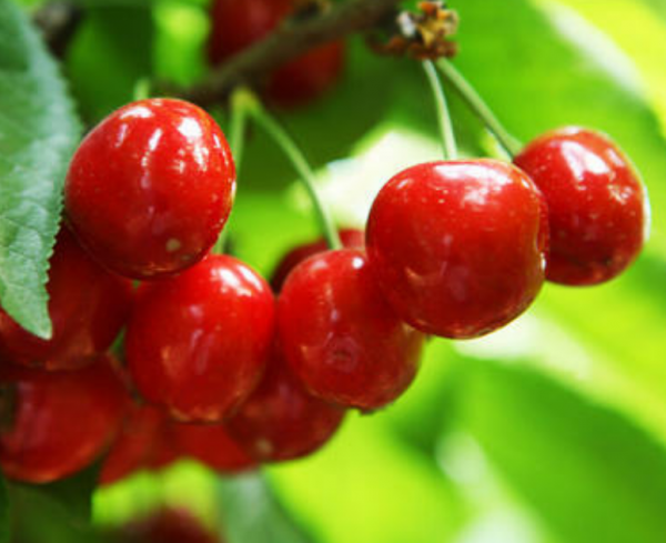 她强任他强清风拂山岗啥意思