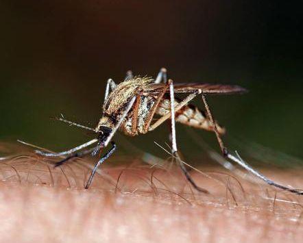 一开灯蚊子就不见了去哪了