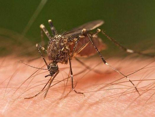 一开灯蚊子就不见了去哪了