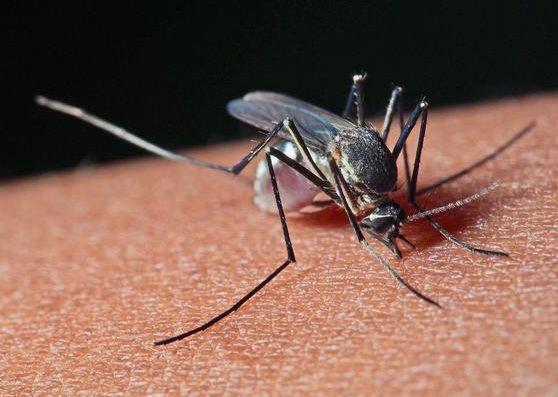 一开灯蚊子就不见了去哪了