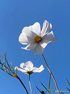 清明祭祖可以提前几天 上坟习俗有哪些必须当天吗