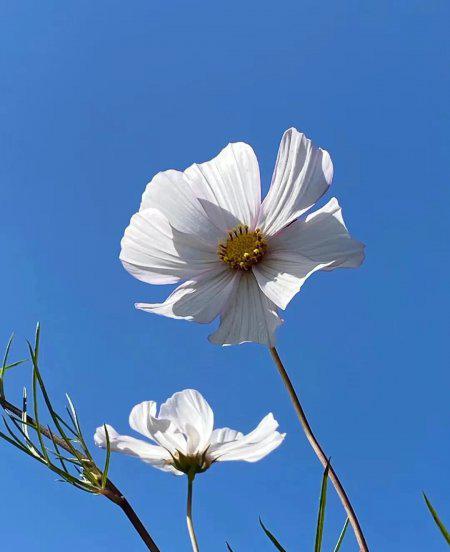 清明祭祖可以提前几天