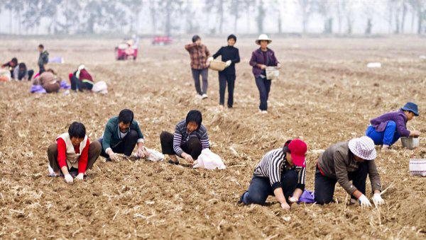 承包土地国家每亩补偿多少钱