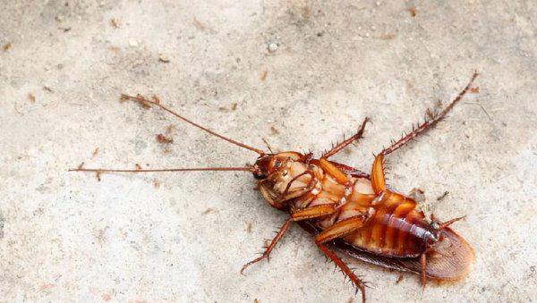 蟑螂最怕什么东西