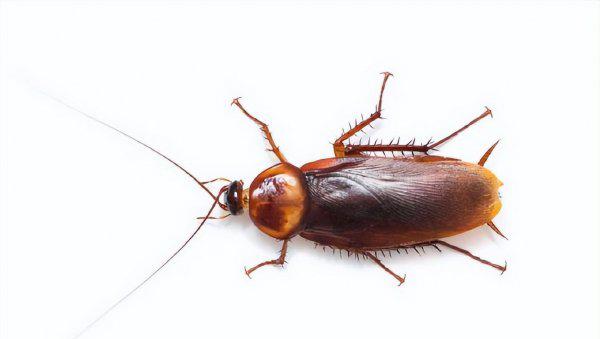 蟑螂最怕什么东西