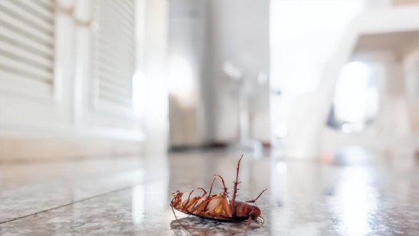 蟑螂最怕什么东西