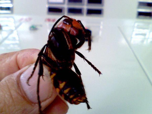 神农架在什么地方