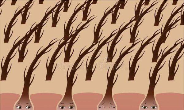 头发被剪短了怎么快速生发