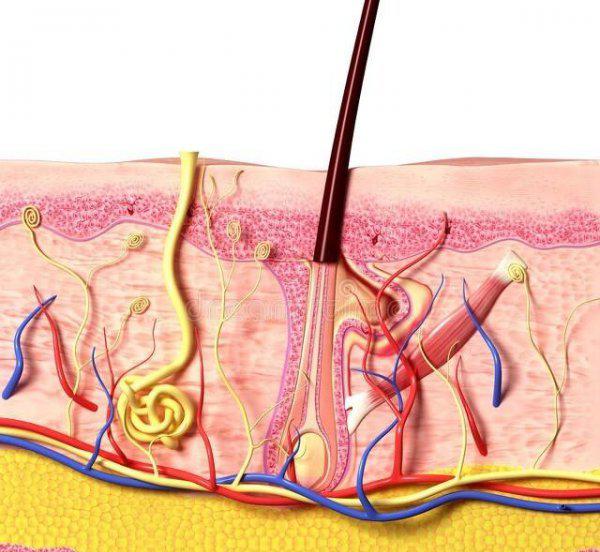 头发被剪短了怎么快速生发