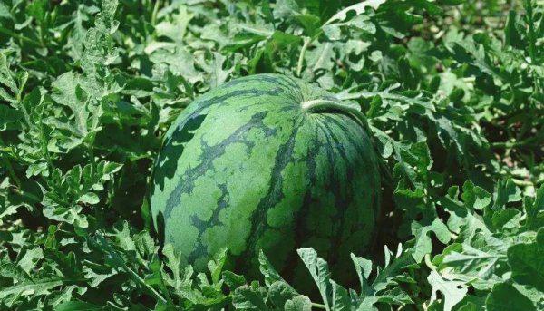 三国小沛是现在的哪个城市