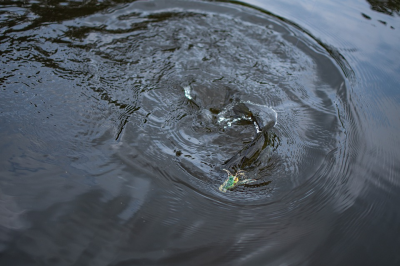 夜晚路亚用什么饵合适 路亚夜钓时选什么饵料上鱼最好用