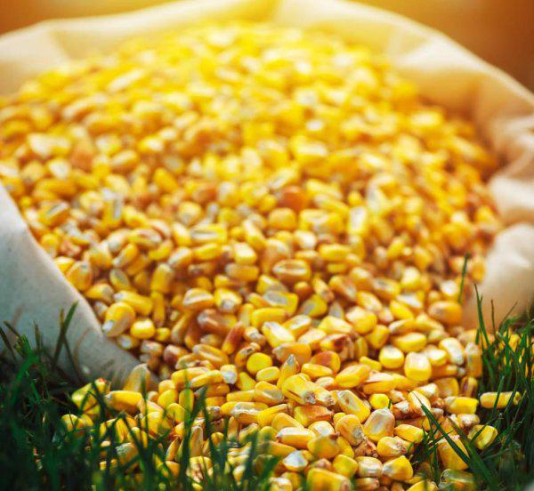 去年的玉米种子今年还能种吗