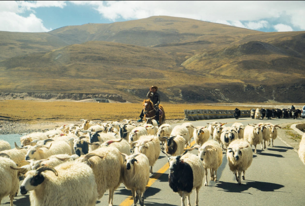 青年歌手王琪的个人资料简介