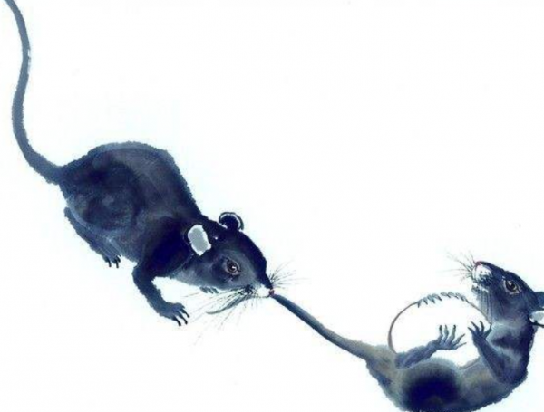 家里出现老鼠是吉是凶