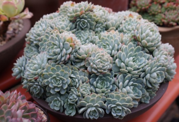 释明心法师个人资料简介