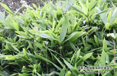 大熊猫爱吃什么竹子 大熊猫喜欢吃的竹子类型介绍