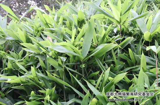 大熊猫爱吃什么竹子