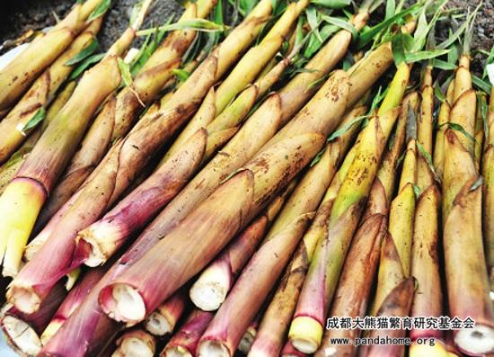 大熊猫爱吃什么竹子