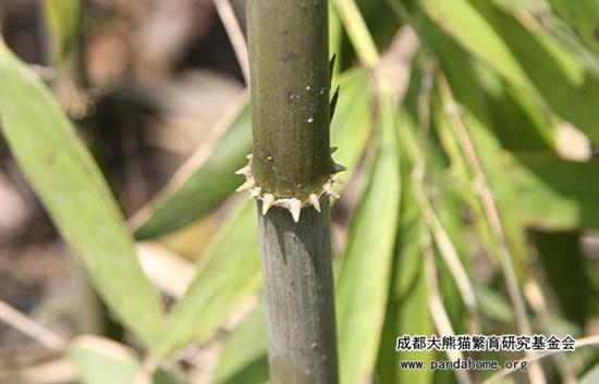 大熊猫爱吃什么竹子