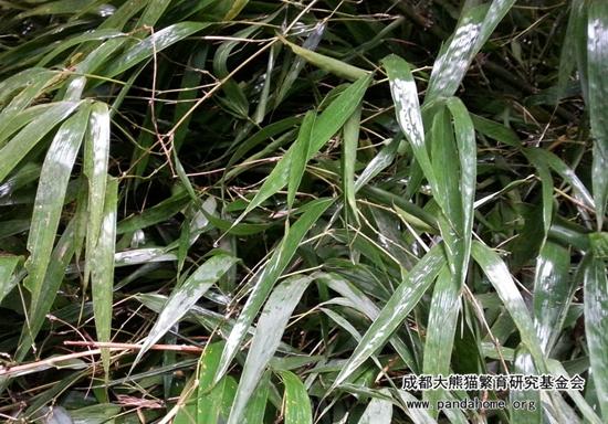 大熊猫爱吃什么竹子