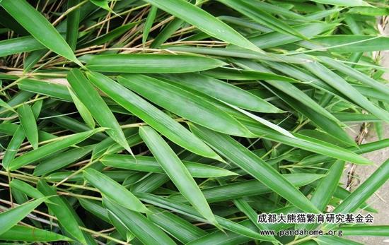 大熊猫爱吃什么竹子