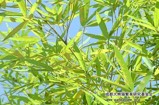 大熊猫爱吃什么竹子