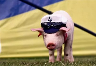 第一聪明的动物是什么 盘点自然界十大高智商动物