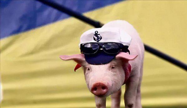 第一聪明的动物是什么