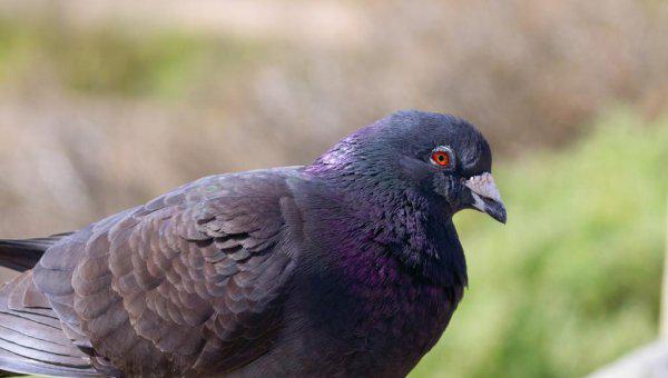 第一聪明的动物是什么