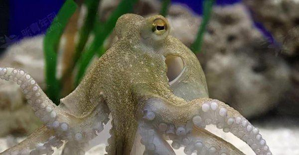 第一聪明的动物是什么