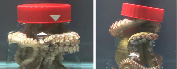 第一聪明的动物是什么