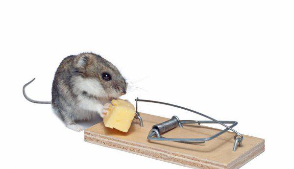 第一聪明的动物是什么