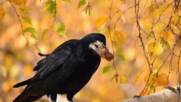 第一聪明的动物是什么