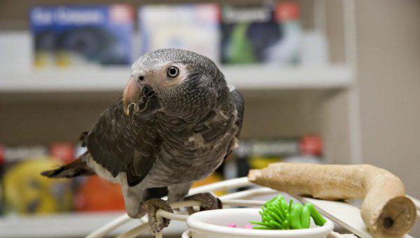 第一聪明的动物是什么