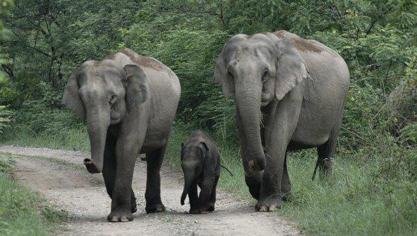 第一聪明的动物是什么